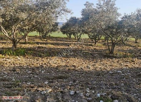 Üç Elmastan Hayalini Kurduğunuz 5.000 M²muhteşem Bir Zeytinlik