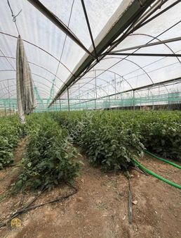 Fethiye Bozyerde Fırsat 1300m2 Satılık Tarla