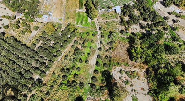 Bilecik Merkez Küplü Köyü 700 Metrekare Hurma Bahçesi