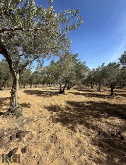 Çamtepe Köyü 5.500 M2 Satılık Zeytinlik