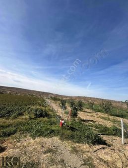 Bergama Ayazkent Kasabasında Satılık Cevizlik