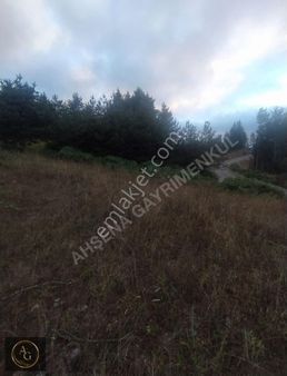 Ahşena Gayrimenkul'den Samsun Alaçam'da Yola Cephe Fırsat Arazi