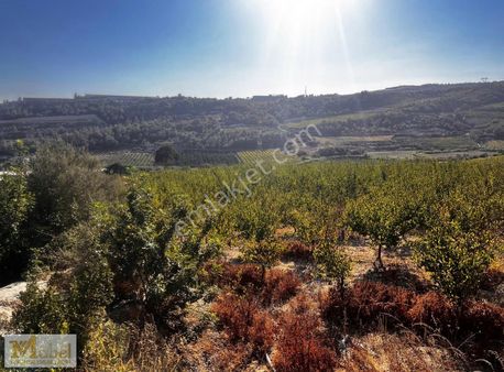 Mabel Den Nacarlı Da Satılık Kayısı Bahcesi