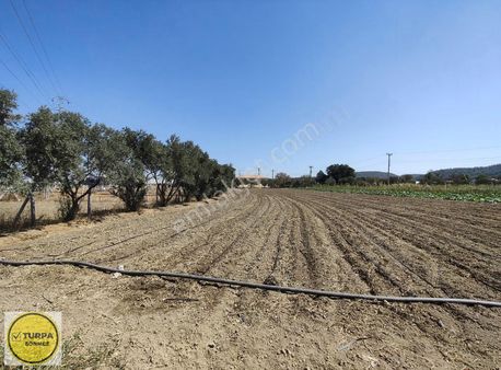 Uygun Fiyatıyla 6 Dönüm Tam Köşe Tarla