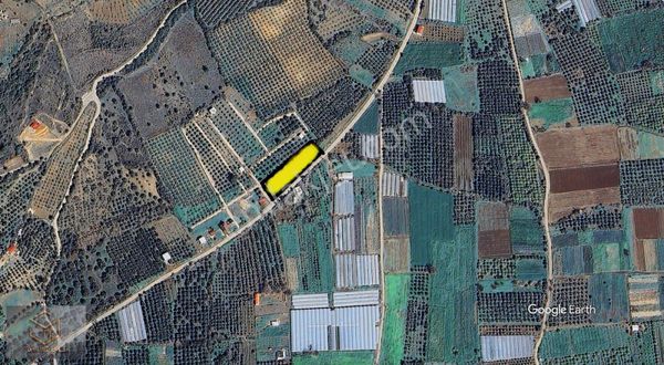 Görece De Anayola Cepheli Satılık 4250 M² Tek Tapu Zeytinlik