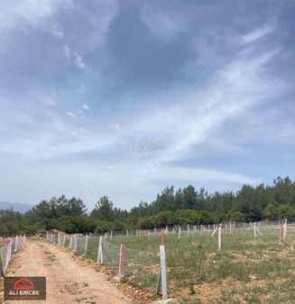 Kemalpaşa Damlacık"ta Acil Satılık Elektrik Mevcut Bahçe