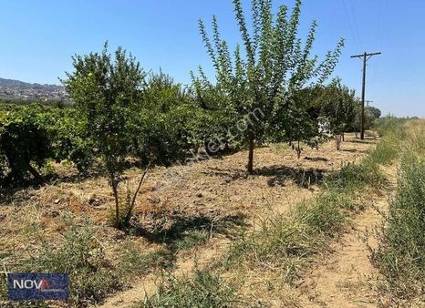 Avşar'da Yola Cepheli Merkeze Yakın Satılık Verimli Tarla