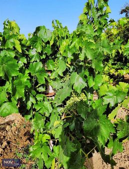 Turgutlu Ovasında Verimli Bağ Elektrik Su İçinde