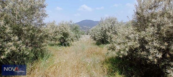 Nova'dan Kurudere'de 2240 M2 Köye Çok Yakın Satılık Zeytinlik