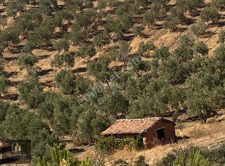 Özkan Emlaktan Işıklar Köyünde Satılık Ev Ve Zeytin Bahçesi