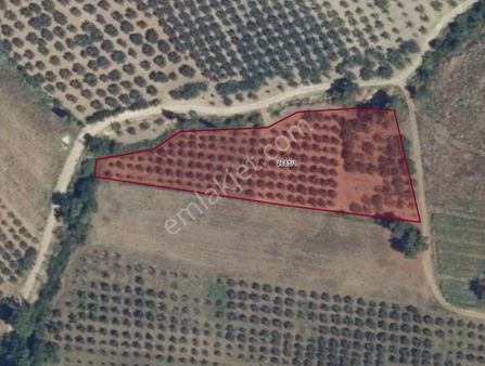 Bursa Mudanya Ülküköy De Satılık Tarla