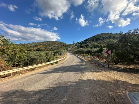 Tırpan Gayrimenkulden Kumyaka^da Asfalta Cephe 6 Dönüm Satılık Zeytinlik