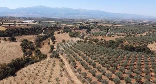 İğdecik 9.092 M2 15 Yaşında Olan Satılık Zeytinlik