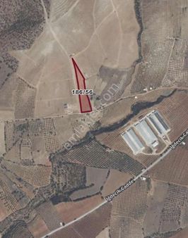 İğdecik 4942 M2 Satılık Zeytinlik