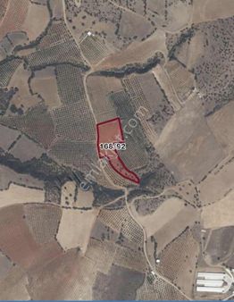 İğdecik 7.415 M2 Satılık Zeytin Bahçesi
