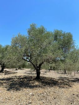 Fiber Emlak Akhisar Bünyanosmaniye Mh Tek Tapu Zeytin Bahçesi