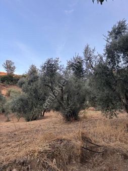 Turgutlu/ Çatalköprü Mh.yolunda Satılık 6.300 M² Tek Tapu Zeytin Bahçesi