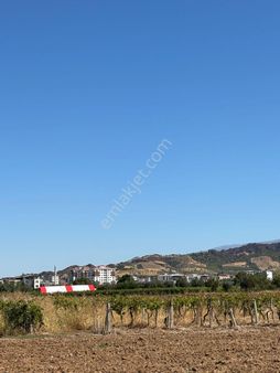 Ahmetli Mh.de Satılık 1.200 M² Tek Tapu Üzüm Bağı