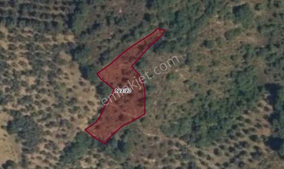 🌿 Altın Emlak Orhangazi'den Orhangazi Keramet Köyünde 1304 M² Satılık Arsa