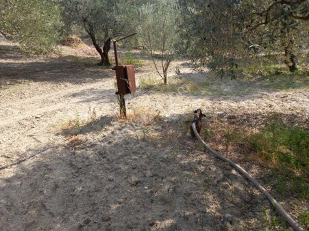 Akhisra Zeytinliova Da Köye Yakın 11.450. M2 Ful Zeytinlik 3.250.000 Tl