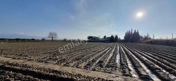 İzmir Menemen Çavuş Köyde Satılık 5460 M2 Bağ