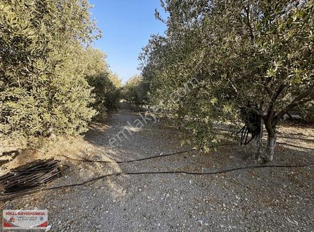 Saruhanlı Tirkeş Mahallesinde İçinde Evi Olan Satılık Tarla