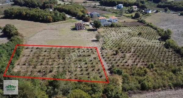 Kocaeli Kandıra Akçabeyli'de 4190 M2 Fındık Bahçesi