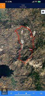 Acil Satılık Çok Uygun Fiyata 7 Dönüm Zeytinlik