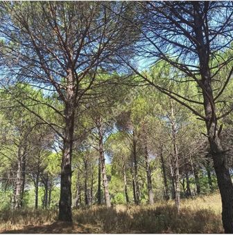 Kozak Çelebi Emlak Tan Köye 500 Metre Manzaralı Çamlık Uygun Fiyat