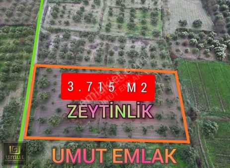 Umut Emlak'ta 3.715 M2 Zeytinlik 1.750.000 Tl