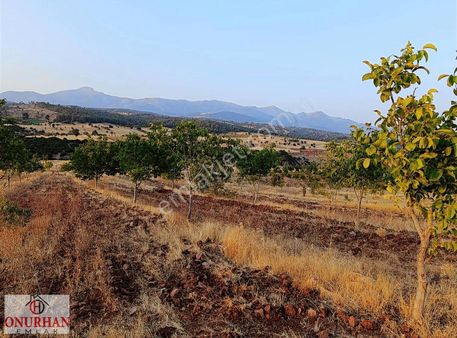 Çalıköy'de 56.000 M2 Cevizlik