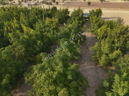 Denizli Acıpayam Aligöz Aynes Satılık Ceviz Bahçesi