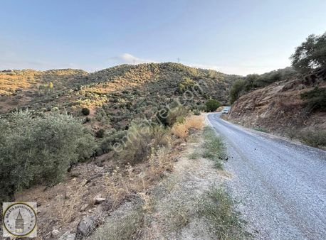 Galata,dan Söke Avcılar Mah De 1.190 M² Yola Yakın Zeytinlik