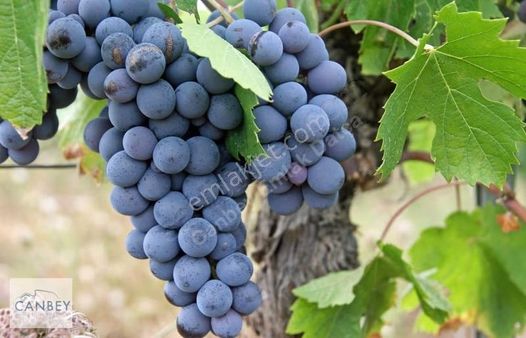 Datça Yaka Kumyer 6994 M2 Satılık Bağ&zeytinlik