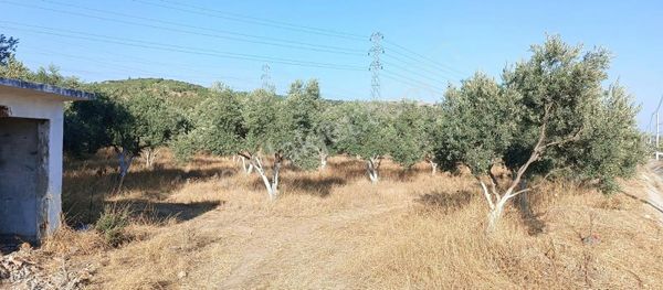 Torbalı Aslanlarda Satılık Zeytinlik