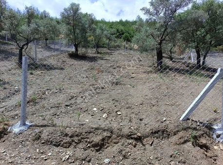 Torbalı Ormanküyde Satılık Zeytinlik
