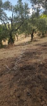 Alpaslan Dan, 4049m2+yol+körfez+manzara+su+bağ Evi+4049m2 Zeytin