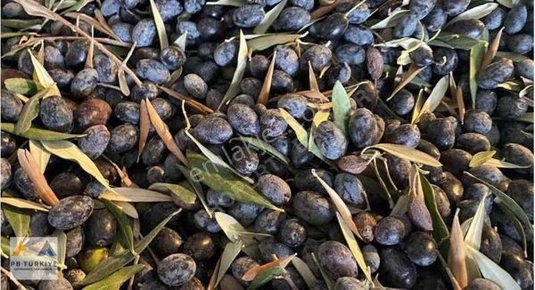 Bodrum Merkeze Yakın Bahçeyaka Mevkiinde Satılık Zeytin Bahçesi