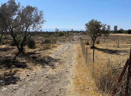 Köy Dibinde Ve Asfalt Yol Kenarı Zeytinlik