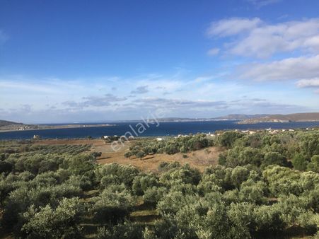 Se&as Exclusıve: Paşalimanı Adasında Yatırımlık Fırsat Arazi Ve Zeytinlik!