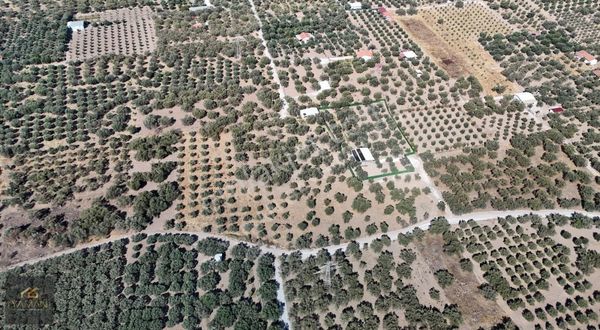 Akhisar Efendi Mah. Karayer Mevkii 7.246 M² Tek Tapulu Zeytinlik