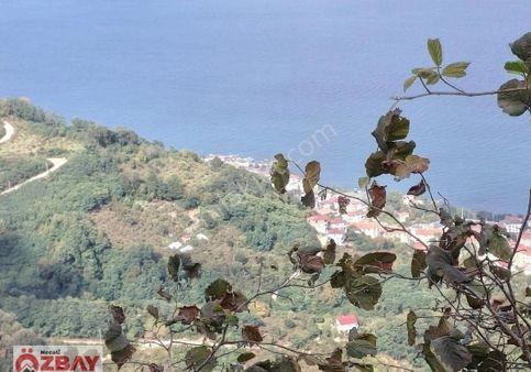 Boztepede Satılık Fındık Bahçesi