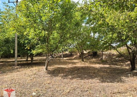 Klass Emlaktan Merzifon Karatepe Köyünde Satılık Değirmen Yeri Ve Bahçesi