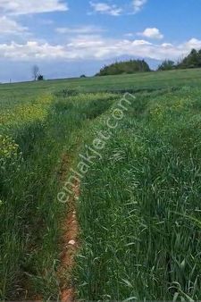 İnegöl Yeniyörük Köyünde Satılık 20.640 M2 Bağ Evi Ruhsatlı