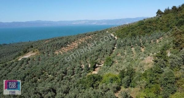 İznik Göllüce Köyünde Resmi Kadastro Yoluna Cephe Zeytinlik