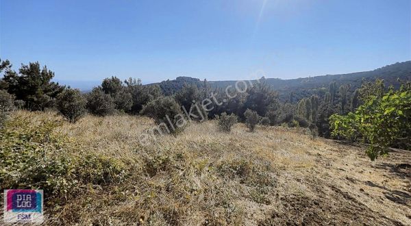 Mudanya İpekyayla'da Satlık Zeytinlik