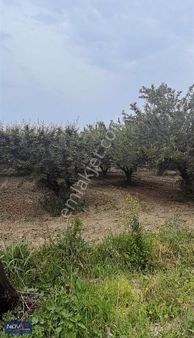 Nova'dan 8.mıntıka Satılık Eriklik