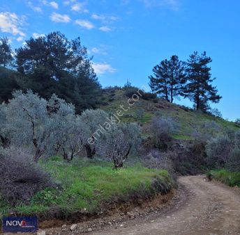 Turgutlu Çatalköprü Yola Cepheli Güzel Konum Satılık Zeytinlik