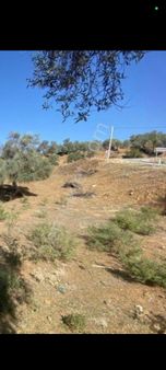 İzmir Bayındır Karahayıt Mahallesi'nde Asfalt Kenarı 694 Metrekare Zeytinlik Satılıktır