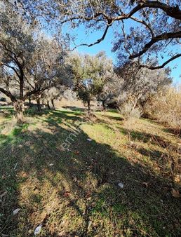 Torbalı Sahipleri Köyü Acil Satılık Tarla Ve Zeytinlik